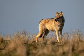 Obraz na płótnie Canvas Eurasian wolf or Canis lupus lupus walks in steppe