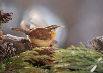 carolina wren on perch