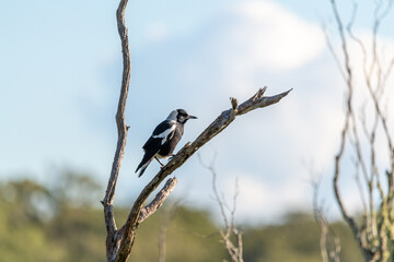 A native Australian magpie (Gymnorhina tibicen) seen on a dead tree with blue sky blurred background.