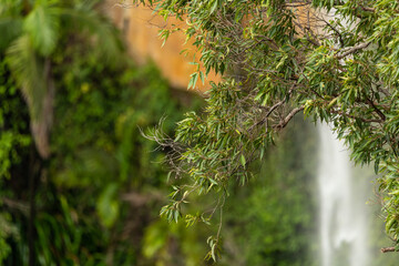 Rainforest plants flora in Springbrook National Park during autumn. 
