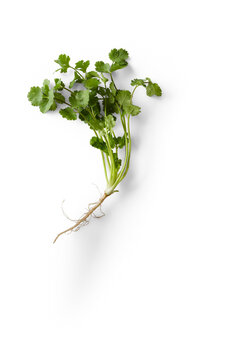 Cilantro