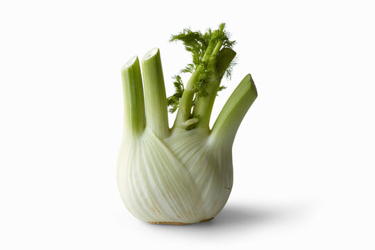 Fennel