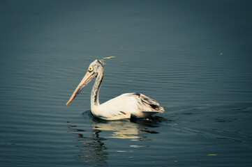 white pelican