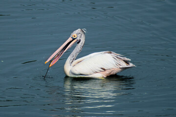 pelican on the beach
