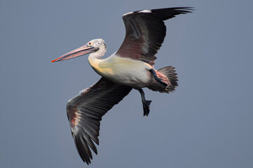 pelican in flight