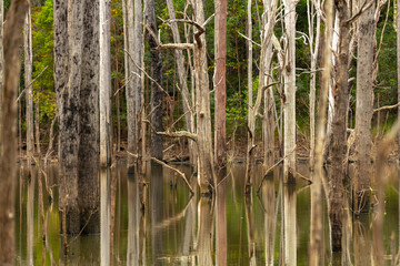 Swampy wilderness area in Queensland with dead trees in lake water.