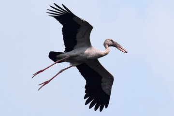 stork in flight © Siva