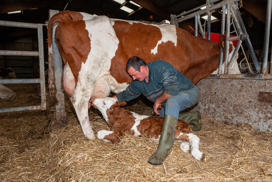 Agriculteur obligeant un veau venant de naitre &agrave; t&eacute;ter la vache afin de boire le colustrum. Race montb&eacute;liarde