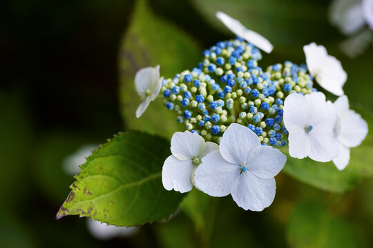 big leaf hydrangea plant with blue buds, white blooms and green foliage shot close-up in a garden, Canada