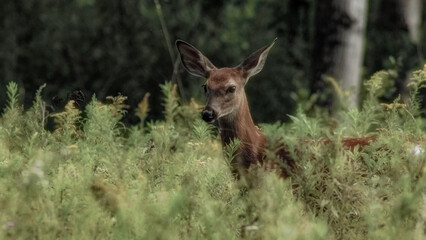 deer in the woods