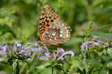 Fritillary Butterfly Alighted On Purple Blossoms