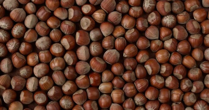 Hazelnut in nutshell background texture. Unshelled nuts pattern. Table spin.