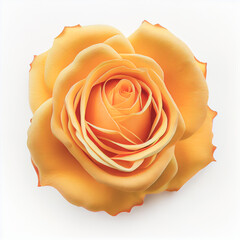 Fototapeta na wymiar Top view of Yellow Rose flower on a white background, perfect for representing the theme of Valentine's Day.
