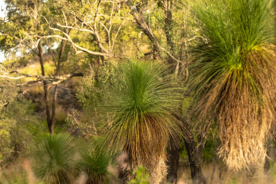 Xanthorrhoea, Balga Grass Plants seen in outback bush area of Queensland, Australia. 