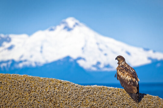 Golden Eagle (Aquila chrysaetos) perching on rock with view of Mount Redoubt, Kenai Peninsula, South-central Alaska in summertime; Ninilchik, Alaska, United States of America