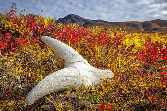 Dall Sheep's skull on fall coloured tundra, Brooks Mountains in the background. Gates of the Arctic National Park and Preserve, Arctic Alaska in autumn; Alaska, United States of America