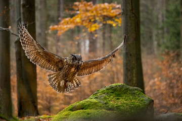 Bubo Bubo in Bohemian-Moravian Highlands. Staring at you.