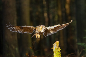 Long eared owl, Asio Otus, in Bohemian Moravian Highlands.