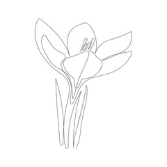 crocus flower drawn in one solid black line on a white background. line art. coloring page doodle