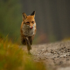 Fox in the forrest in Bohemian.Moravian Highland