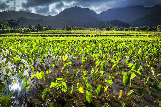 Hanalei Valley taro fields with mountain background; Hanalei, Kauai, Hawaii, United States of America