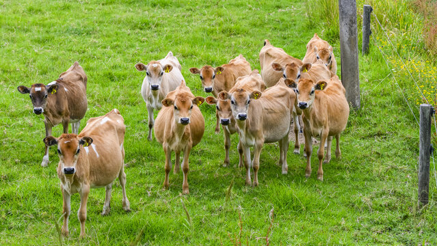 Group of Jersey cow calves standing together on the grass looking at the camera; Kaeo, Northland, New Zealand