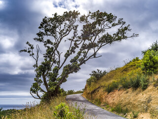 Hiking trail with large tree along the path to Cathedral Cove on a cloudy day; The Coromandel, New Zealand