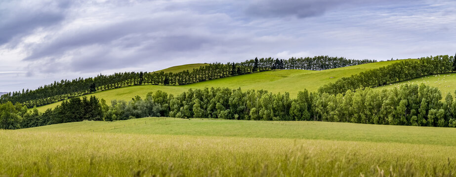 Grassy slopes and tree-lined hills at Gore; Longridge North, Southland Region, New Zealand