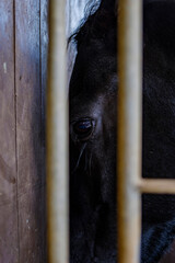Big dark black horse head eye focused in a striped metal door