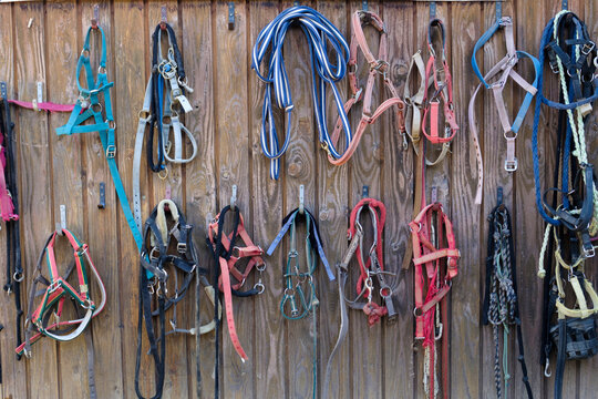 Many different horse reins on a wooden wall