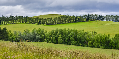 Lush green fields on a hilly landscape divided by rows of trees and fences; New Zealand