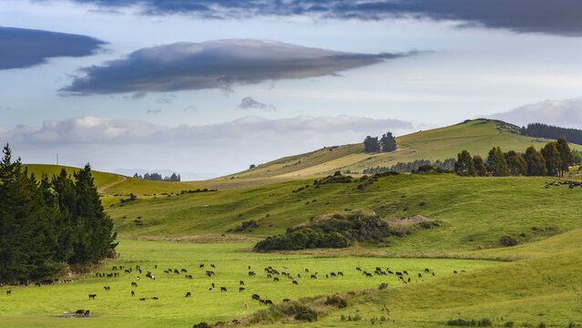 A large herd of cows grazing on the lush grass in a pasture; Lumsden, Southland Region, New Zealand