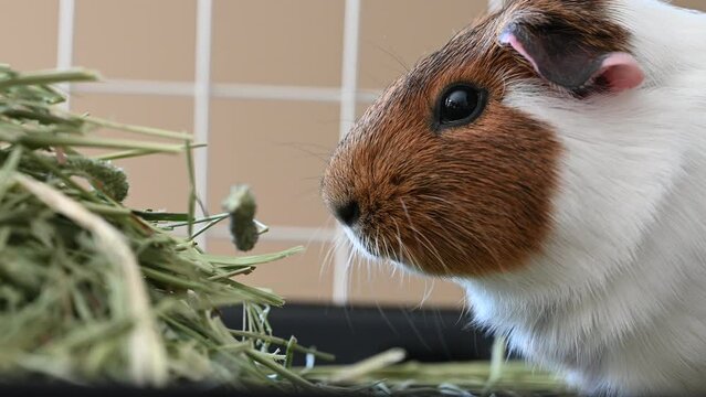 American cavy guinea pig eating hay with defocused cage in the background