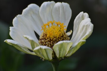 a large yellow blooming summer flower