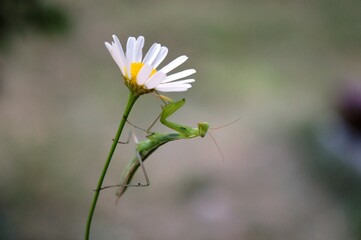 green praying mantis on flower