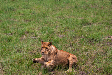 African Lion
