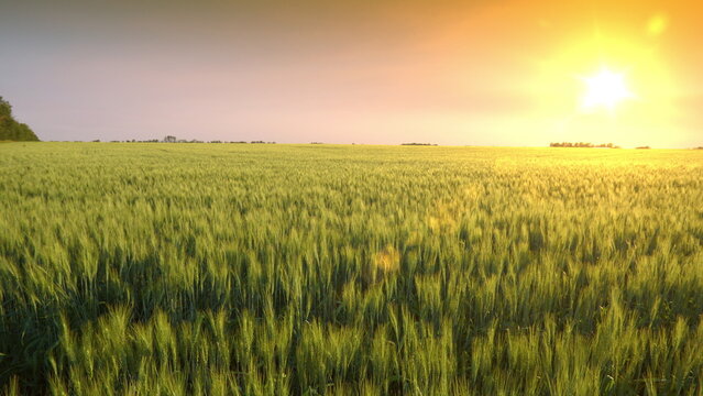 A farmer in a wheat field at sunset, using a tablet; Alberta, Canada