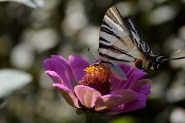 colorful butterfly on a flower