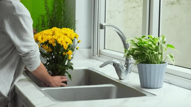 Young housewife putting flowerpots with green domestic plants and bunch of yellow flowers in vase in row along kitchen window after watering them while decorating house