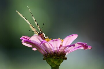 colorful butterfly on a flower