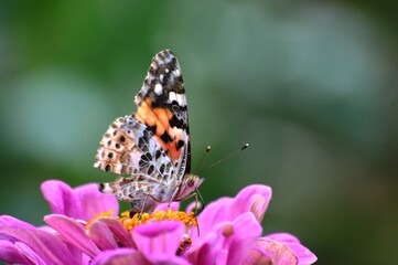 colorful butterfly on a flower
