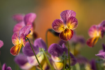 Close-up of purple and orange, variegated, dew dampened pansy blossoms (Viola tricolor var. hortensis) on a spring, April morning; Astoria, Oregon, United States of America