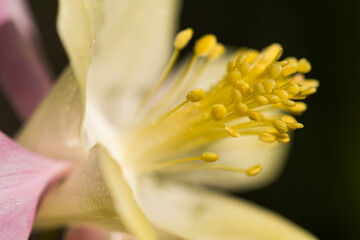 Close-up of a McKanna's Giant Columbine (Aquilegia Mckana) showing the anthers and filaments of the stamen; Astoria, Oregon, United States of America