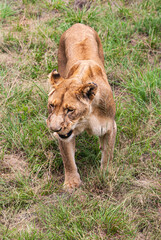 African Lion