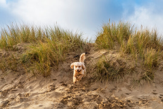 A dog runs over a sand dune with beach grasses; South Shields, Tyne and Wear, England