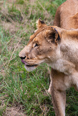 African Lion