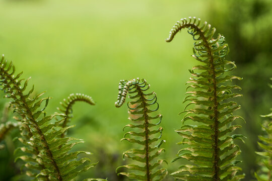 Sword Fern fronds grow in Oregon; Astoria, Oregon, United States of America