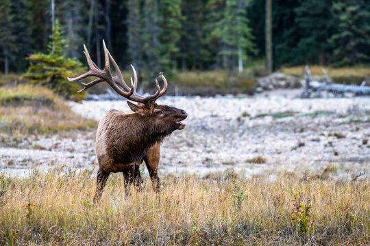 Majestic Bull Elk (Cervus canadensis) bugling during the fall rut beside Athabasca River in Jasper National Park, Alberta, Canada
