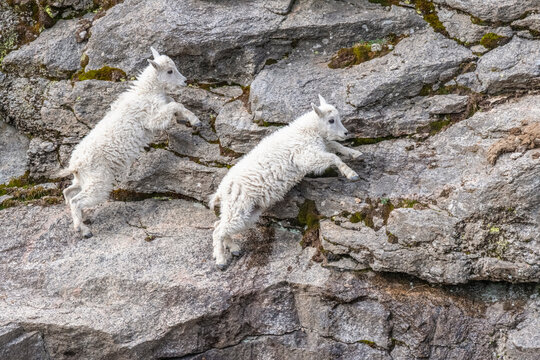 Two Mountain Goat kids (Oreamnos americanus) scamper up rocky cliff face along the Mt Evans Scenic Byway; Colorado, United States of America