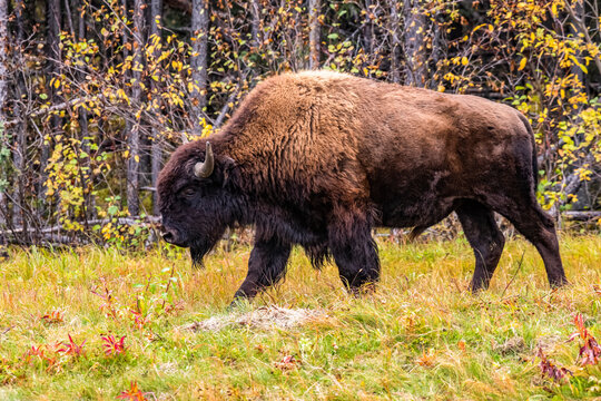 Male Wood Bison (Bison bison athabascae) walking through fall foliage along the Alaska Highway in the Yukon Territory; Yukon, Canada